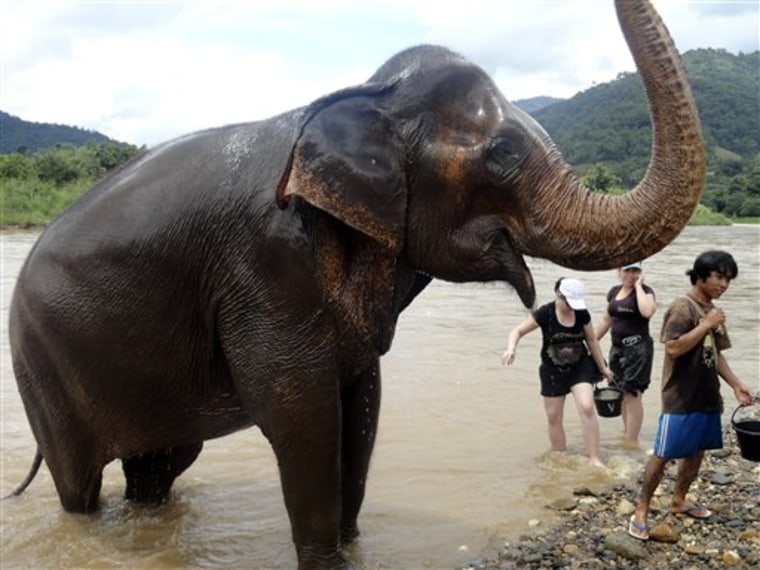 Mae Kham Paan heads out after being washed by volunteers during bath time in Chiang Mai province, Thailand. Guests volunteering at the Elephant Nature Park don’t have phone service or television, and limited Internet access.